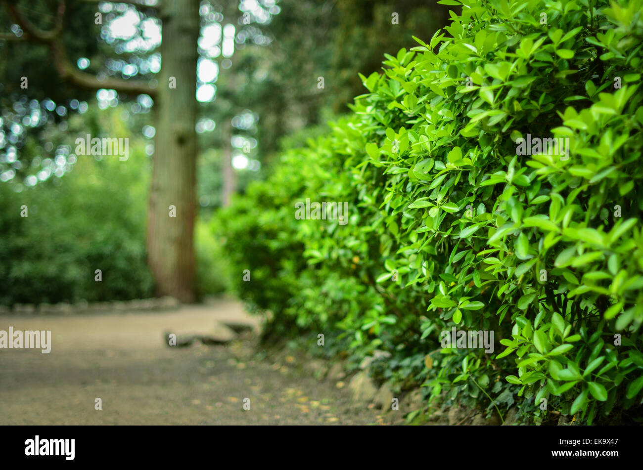 Verde Parco decorativo bush in primavera in Crimea. Foto Stock