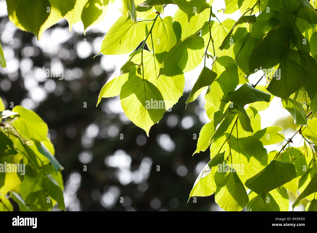 Succosa molla verde fogliame su albero Foto Stock