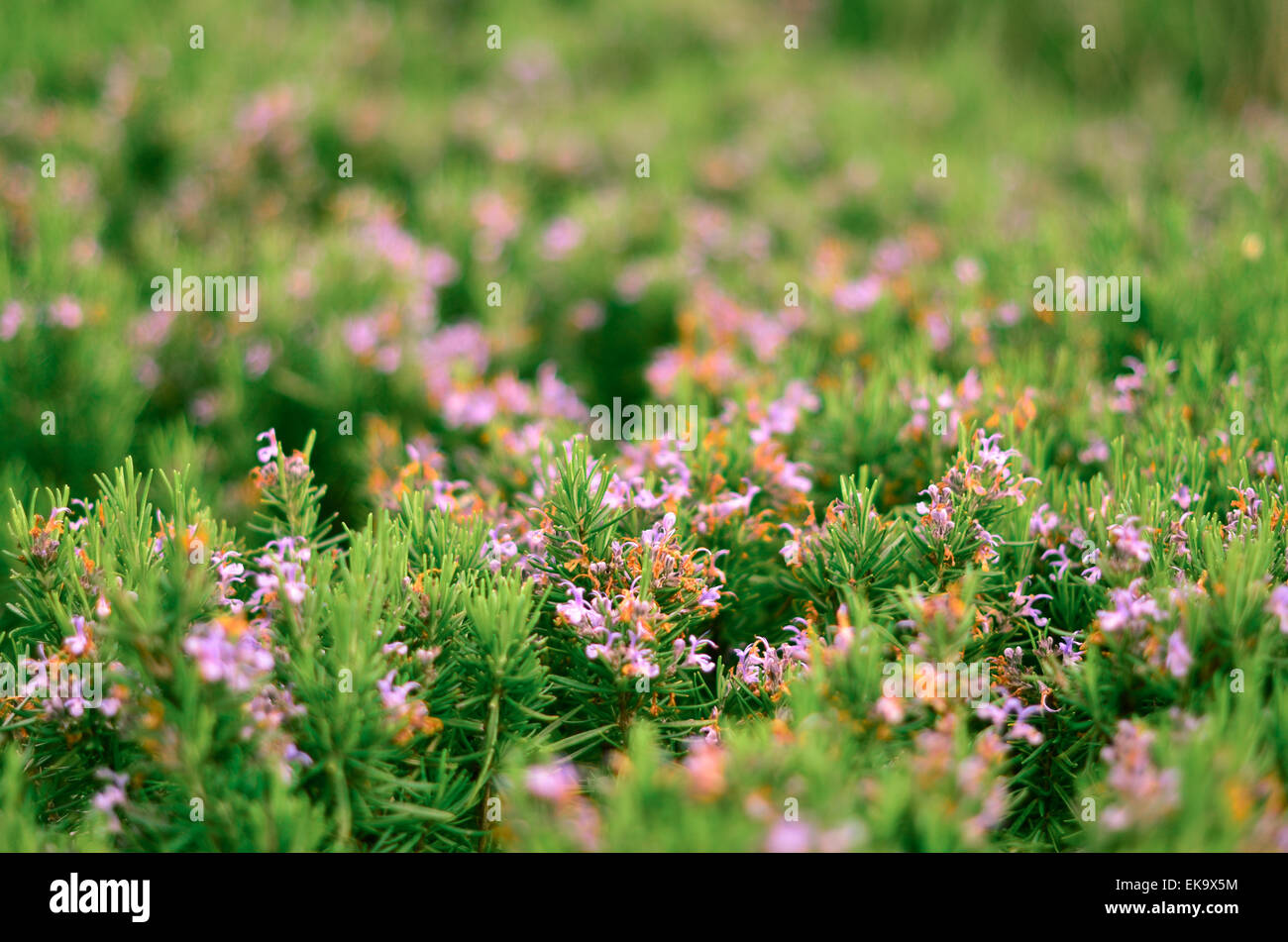 Fiori e cespugli verdi nel parco in primavera in Crimea. Sullo sfondo della natura Foto Stock