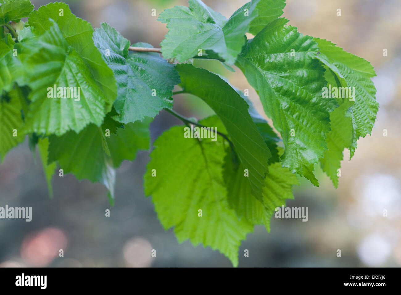 Molla verde foglie su un ramo di albero Foto Stock