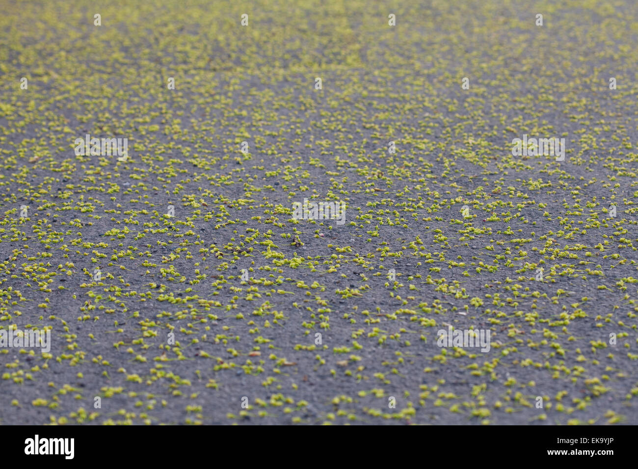 Fiori da alberi sfondo su asfalto Foto Stock