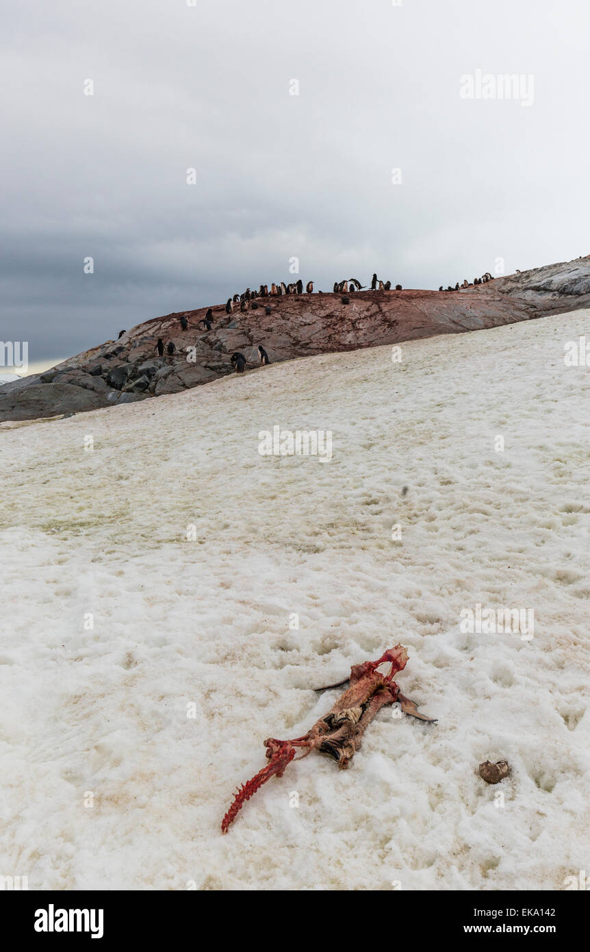 Carcassa del pinguino nella parte anteriore del Adelie colonia di pinguini, Isola Yalour, Antartide Foto Stock