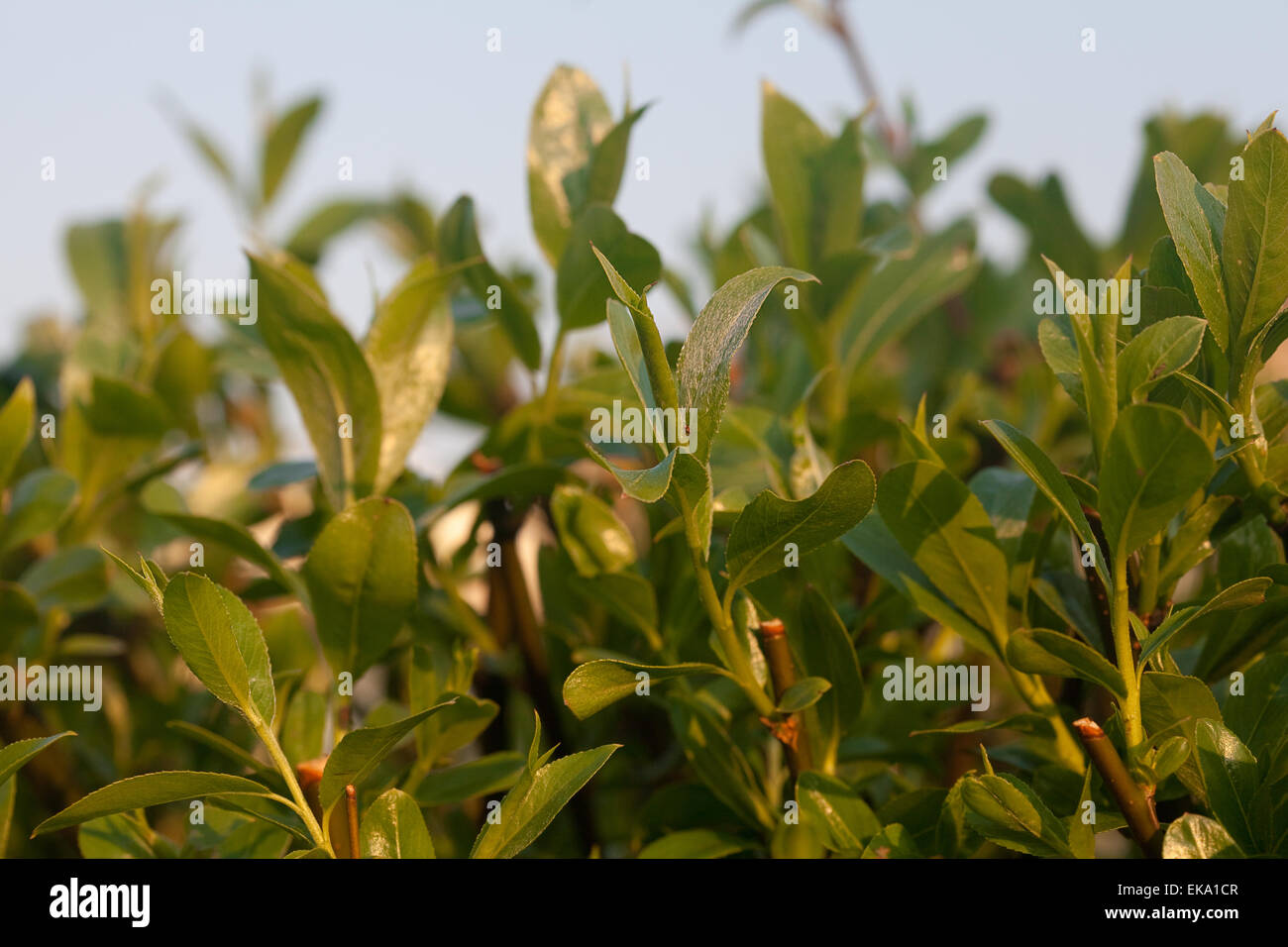 Molla di giovani foglie verdi Foto Stock