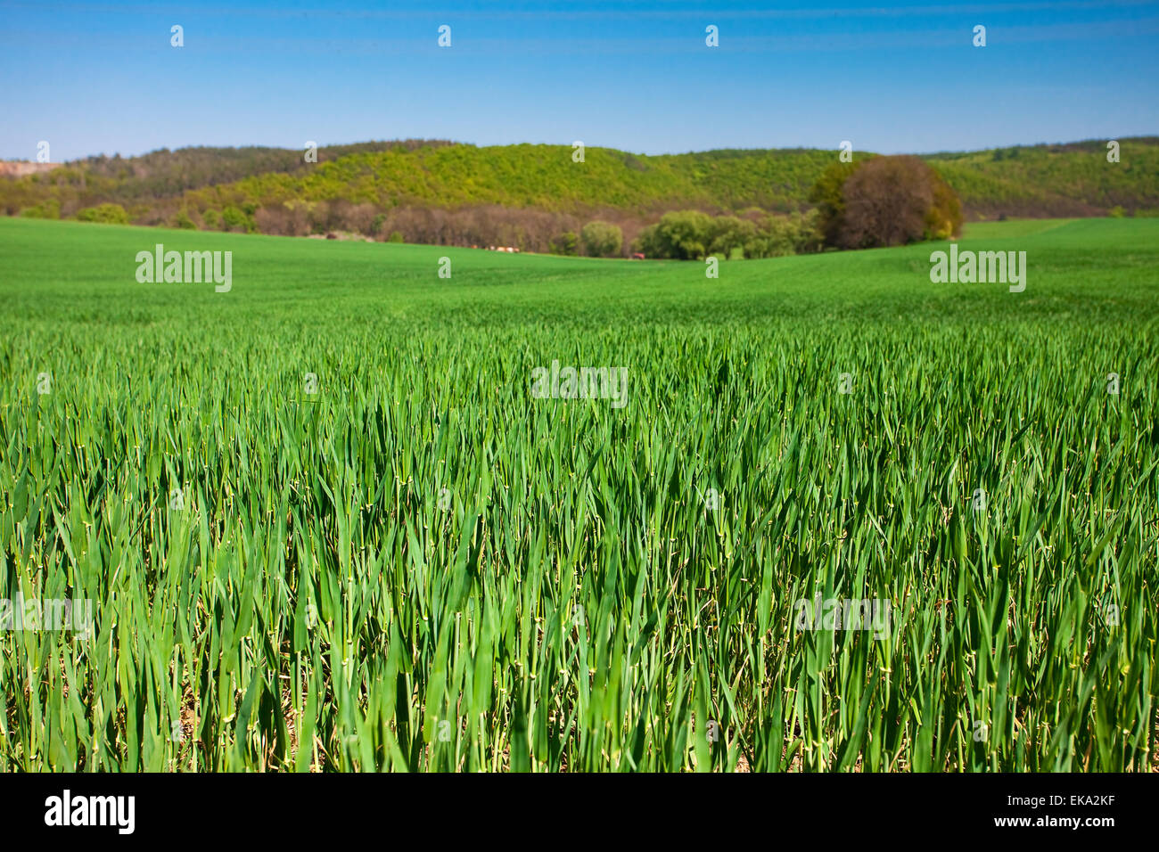 Lussureggiante verde erba contro il cielo blu Foto Stock