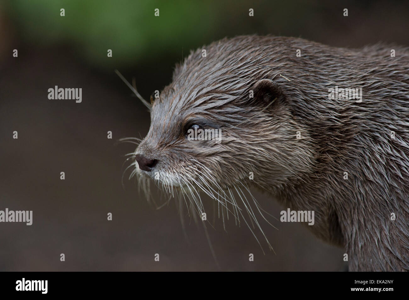 Una lontra eurasiatica (Lutra lutra) essiccazione off dopo che emergono dalle acque Foto Stock