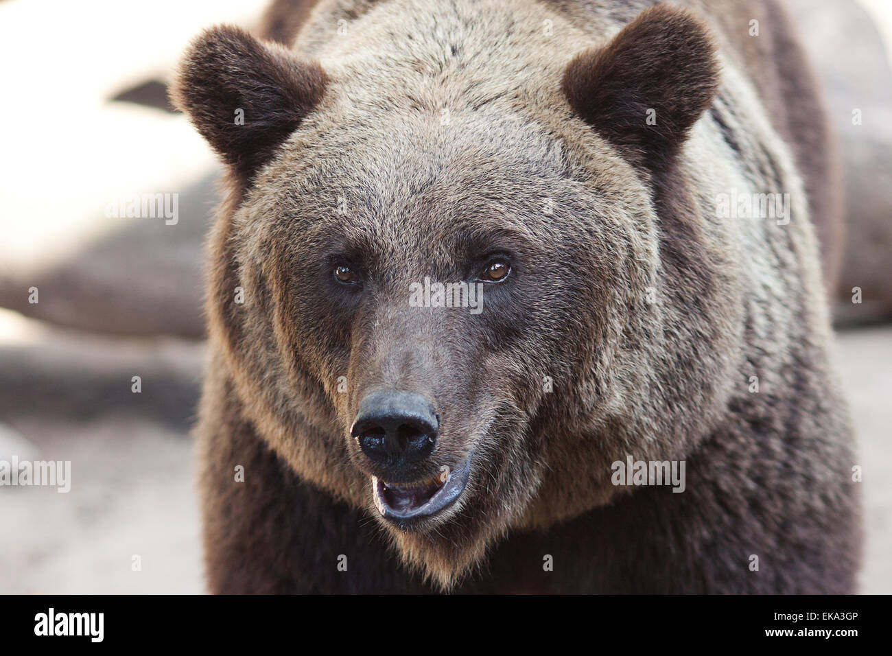 Ritratto di un bellissimo orso bruno outdoor Foto Stock