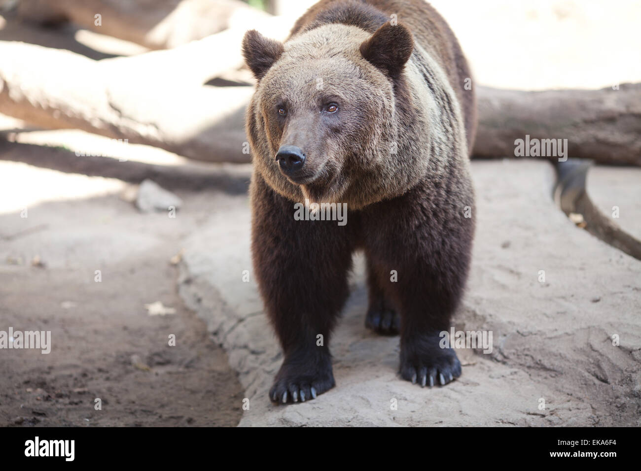 Orso bruno in una gabbia aperta allo zoo Foto Stock