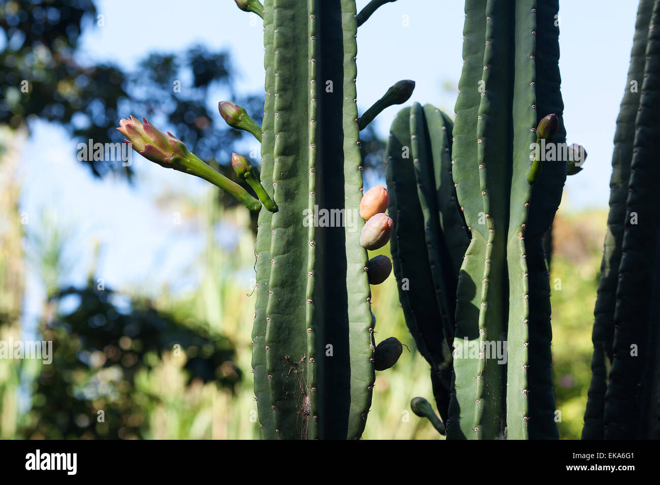 Grandi cactus contro uno sfondo di alberi Foto Stock