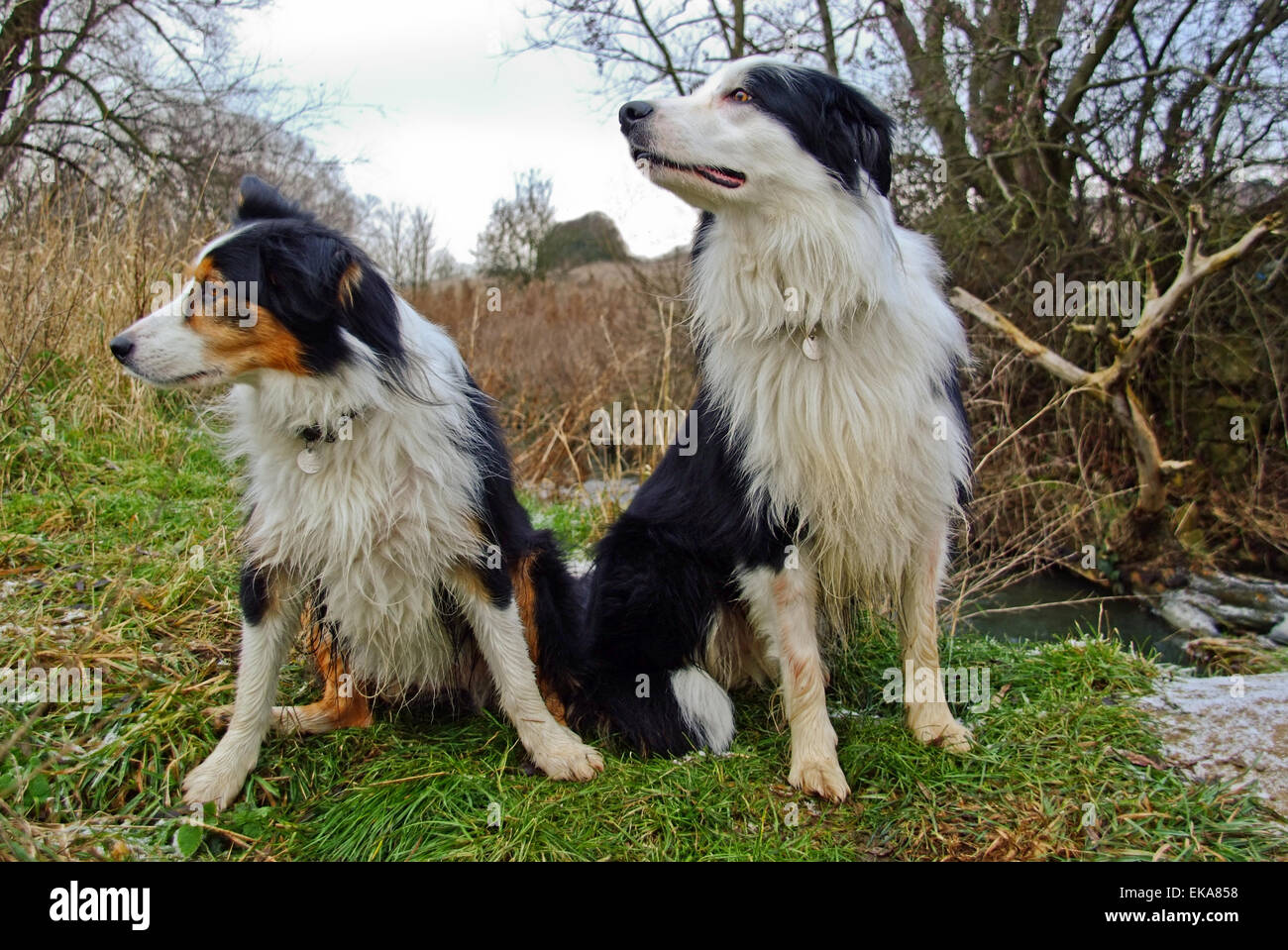 Due Border collies seduto e guardando Foto Stock