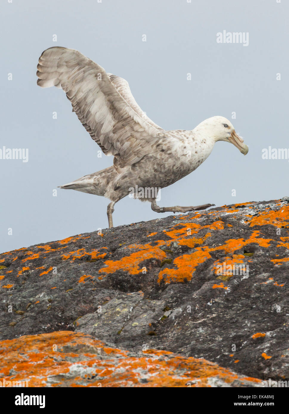 Il gigante del sud petrel (Macronectes giganteus), Isola Yalour, Antartide Foto Stock