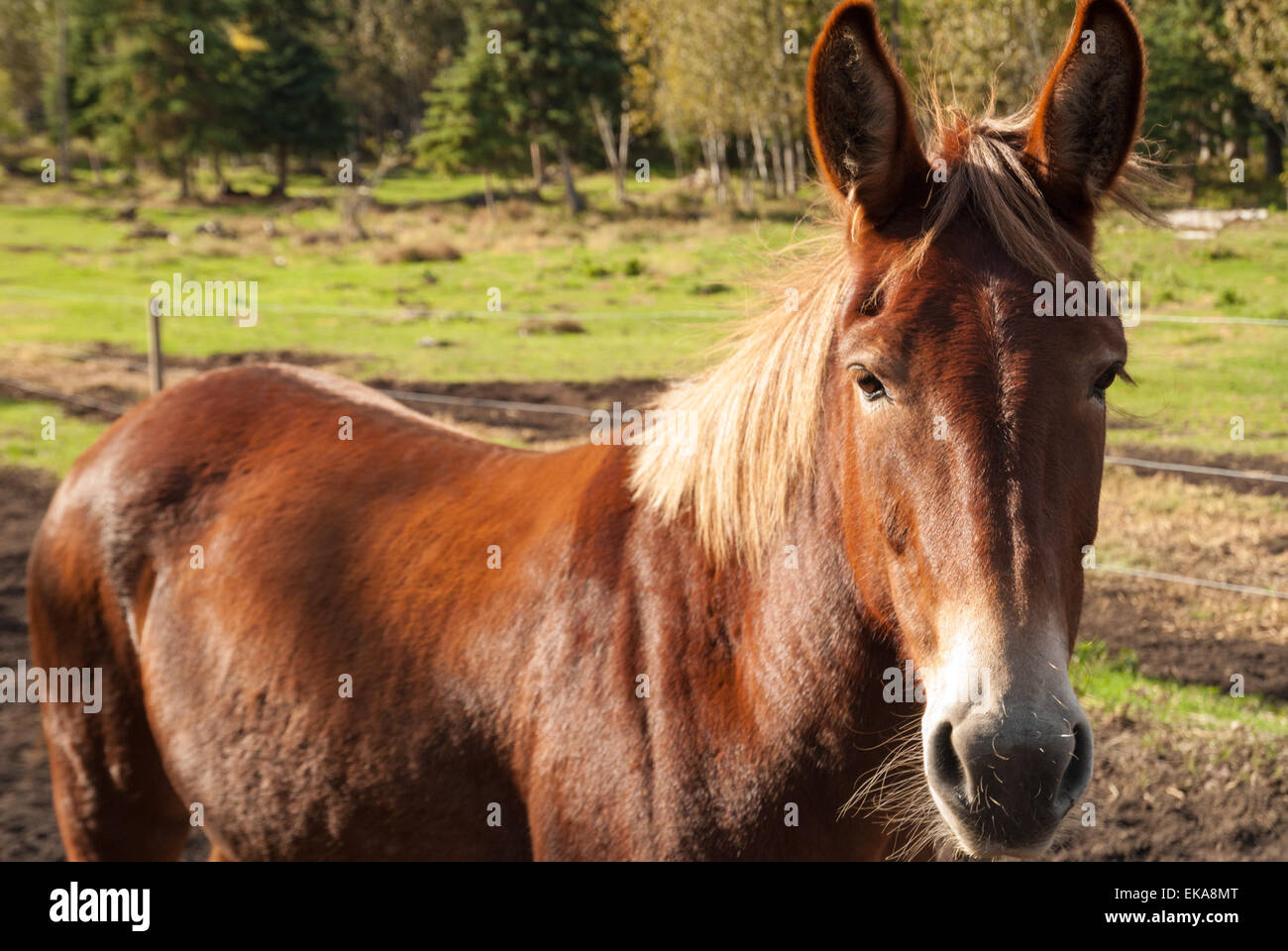 Vista ingrandita di un mulo, Equus asinus x Equus caballus, su una centrale di Alberta farm Foto Stock
