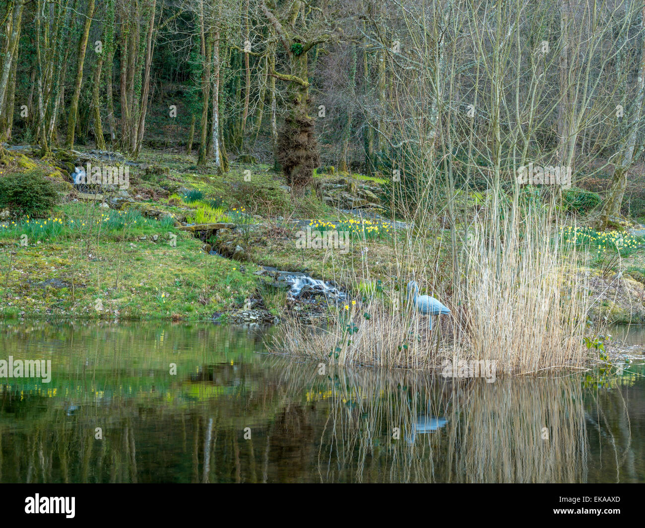 Paesaggio gallese, raffigurante la molla daffodil in fiore, un area lacustre, con piccole cascate in un bosco di impostazione Foto Stock