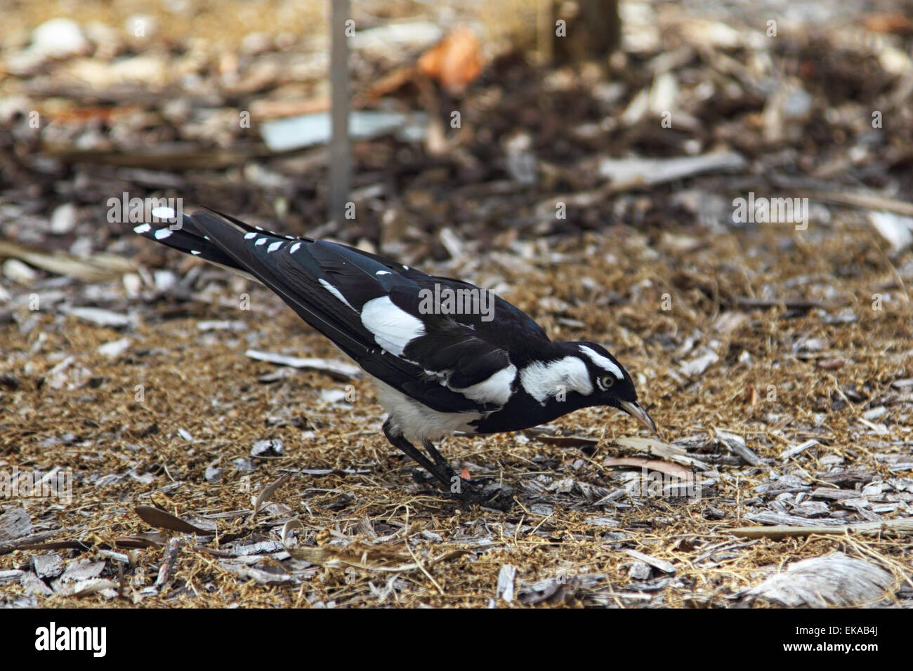 Gazza-lark (Grallina cyanoleuca) seduto sul pavimento a Sydney, in Australia. Foto Stock