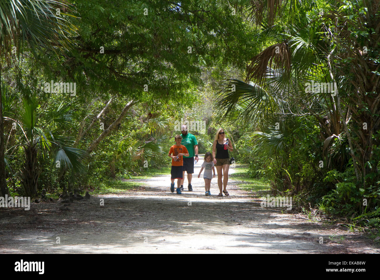 Famiglia a piedi lungo un sentiero in Everglades della Florida, Stati Uniti d'America. Foto Stock