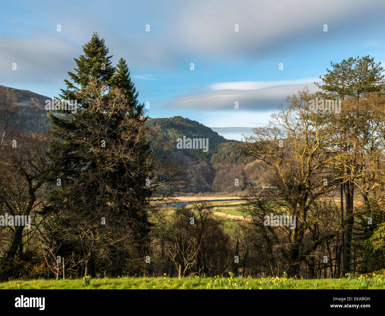 Paesaggio gallese, raffigurante la molla daffodil in fiore a Penmaenpool in primo piano, con una foresta e la campagna vista Foto Stock