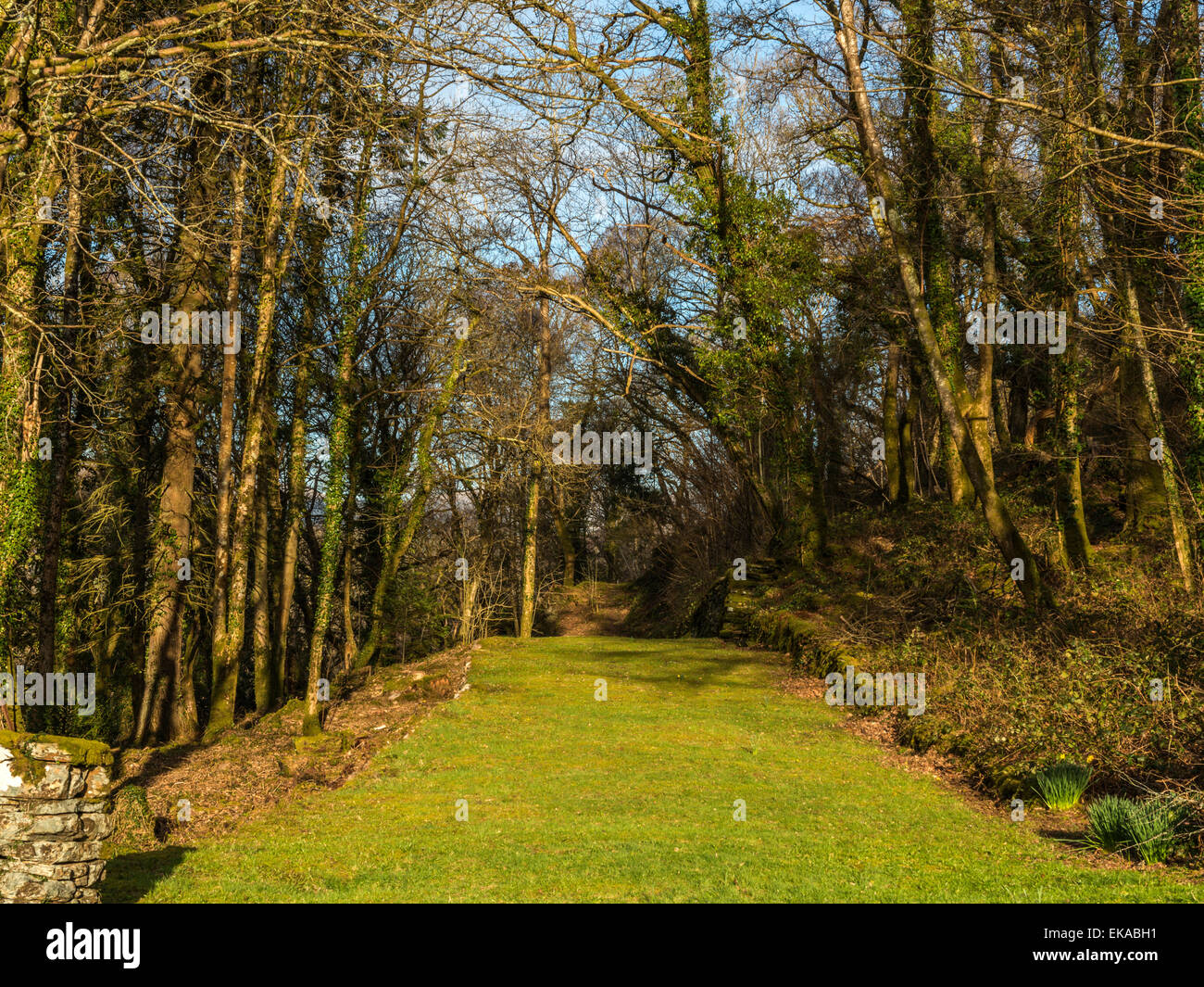 Paesaggio gallese, raffigurante un sentiero di bosco a Penmaenuchaf, bagnata in prima serata dalla luce del sole. Foto Stock