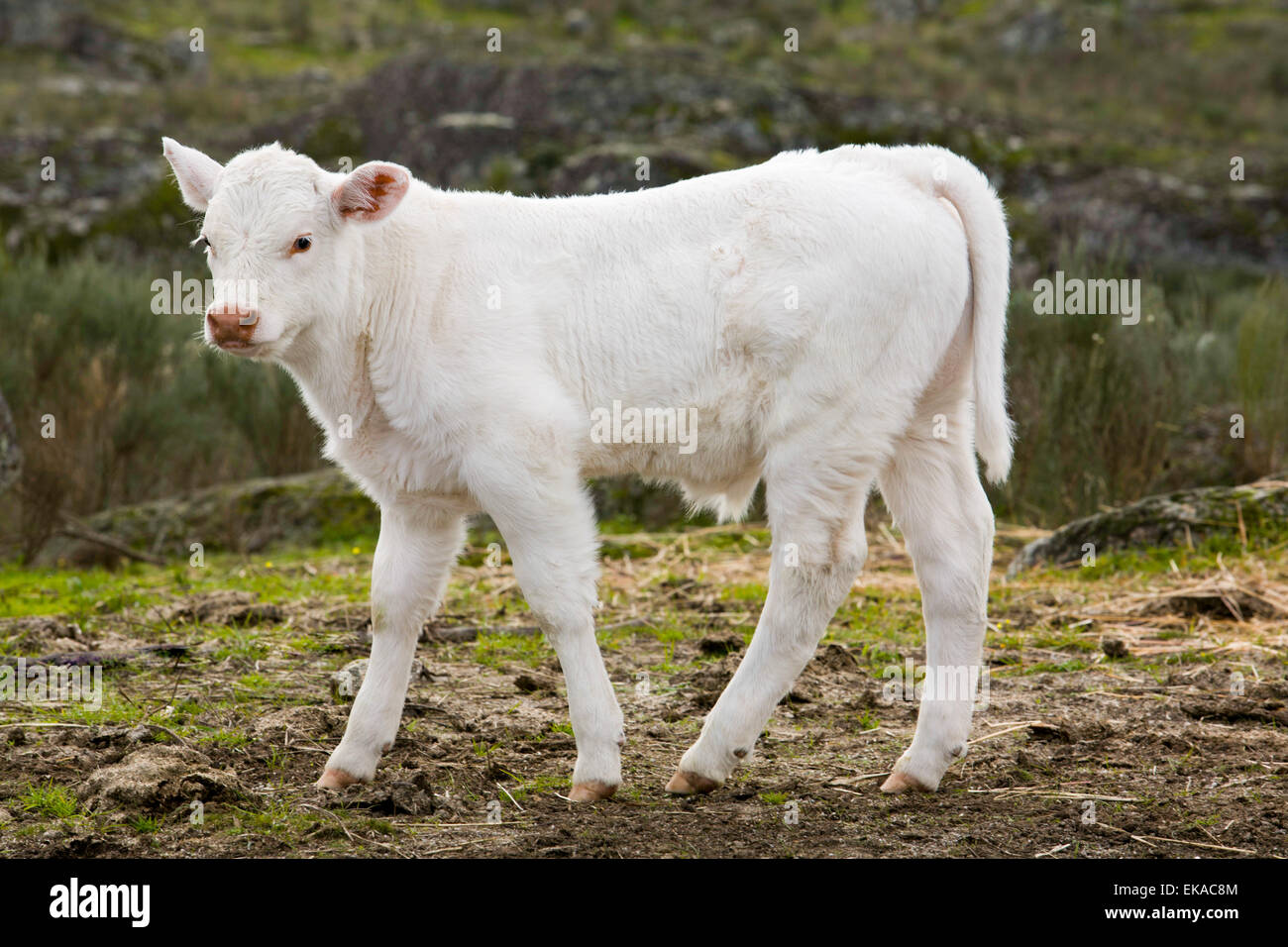 Un vitello bianco in un campo vicino a Valencia De Alcantara, Estremadura, Spagna Foto Stock