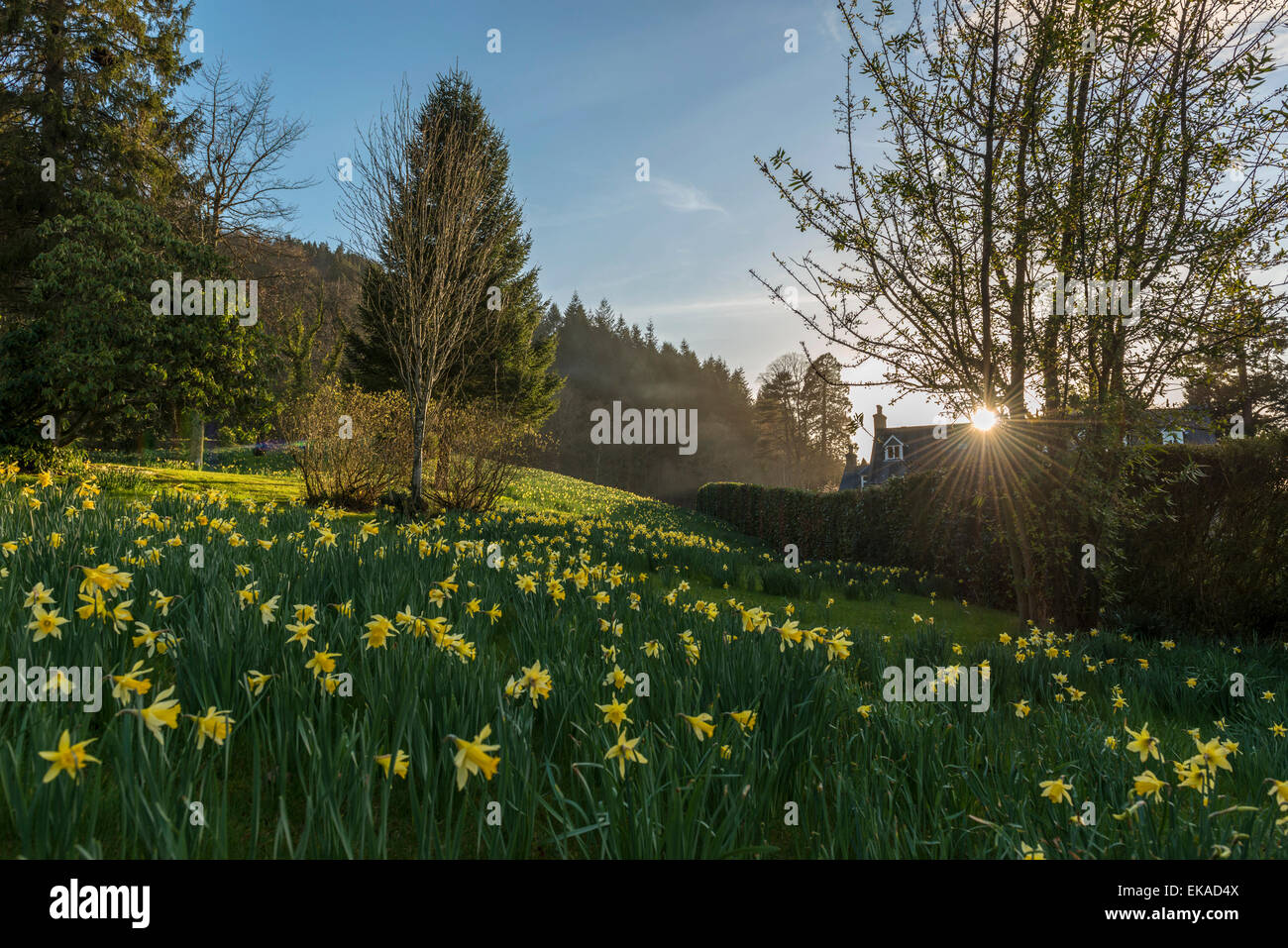 Paesaggio gallese, raffigurante la molla daffodil in fiore in una graziosa zona boschiva nei pressi di Penmaenuchaf country house. Foto Stock