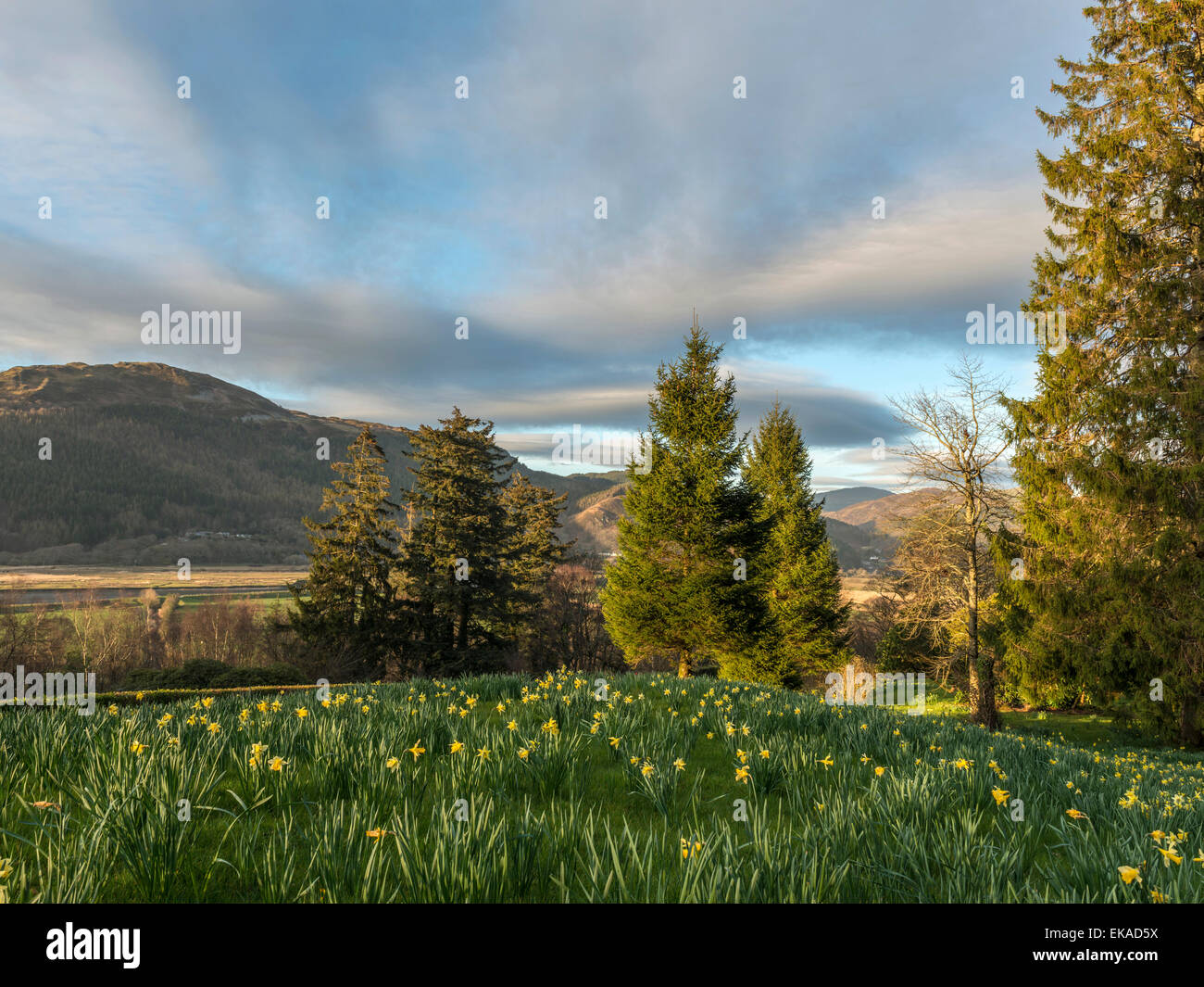 Paesaggio gallese, Molla Daffodil a Penmaenpool Foto Stock