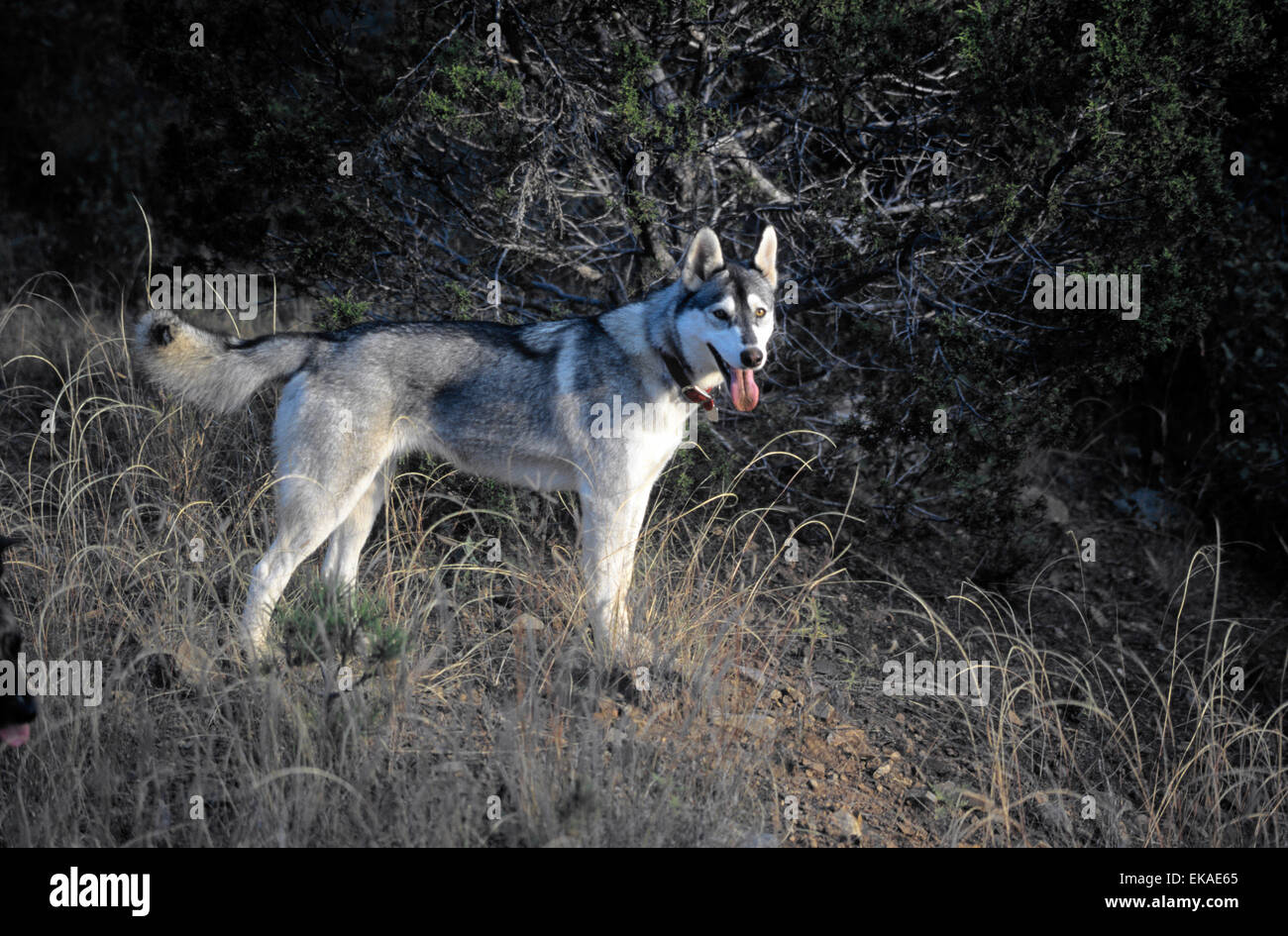 Ali, un lupo/mix husky, gode la sua passeggiata quotidiana, Nogal, NM, Stati Uniti d'America Foto Stock