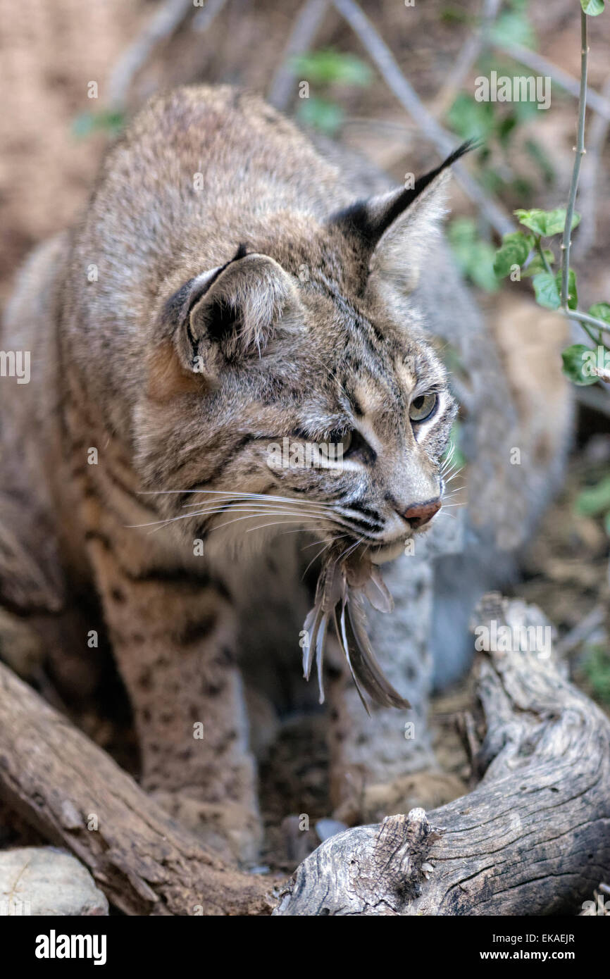 Bobcat lucidatura di mangiare un passero- Lynx rufus Foto Stock