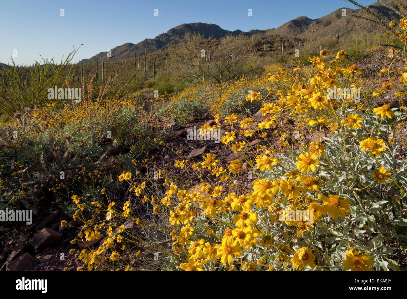 Brittlebush che fiorisce in primavera (Encelia farinosa) - Parco nazionale del Saguaro, AZ Foto Stock