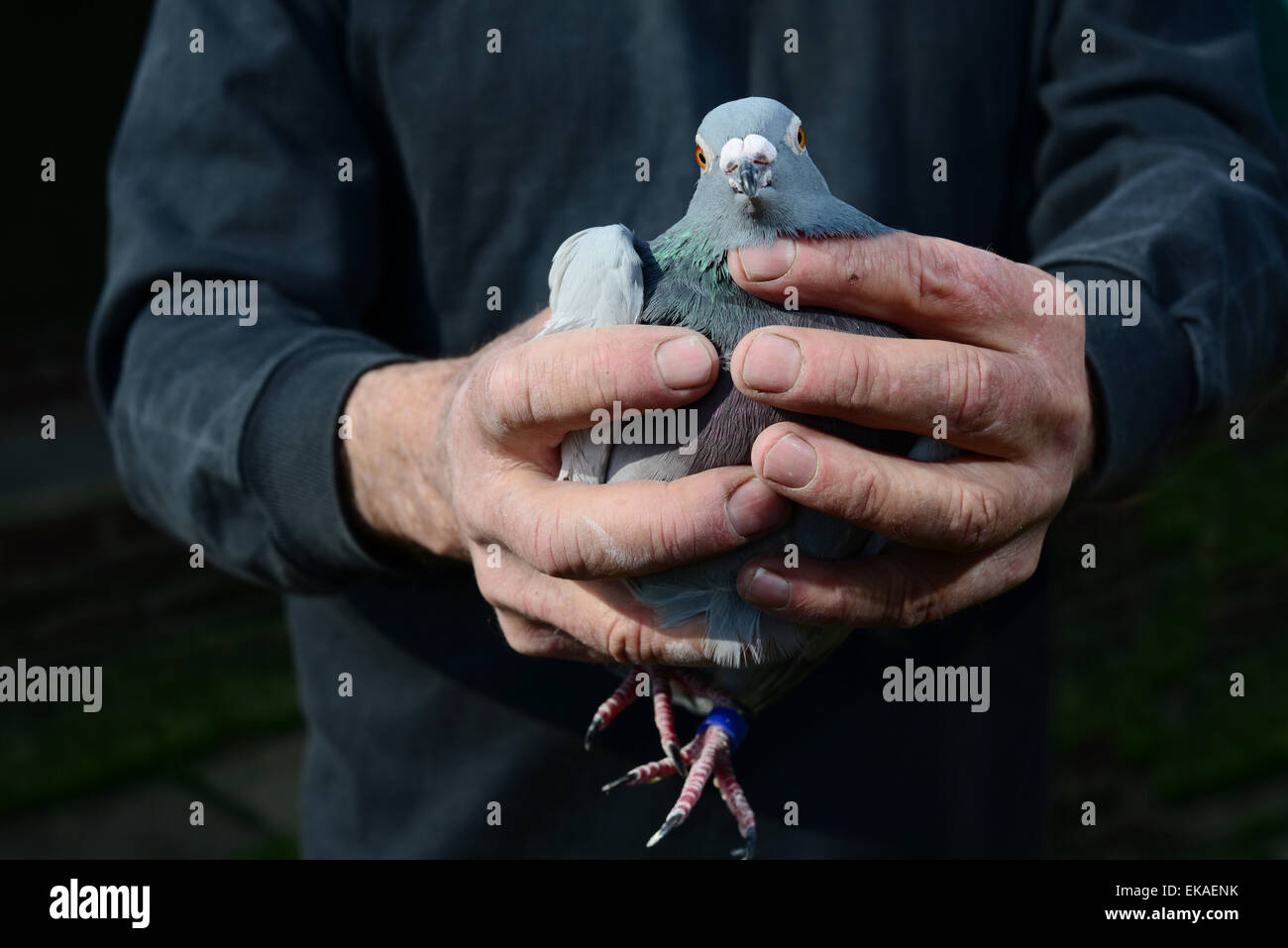 Un uomo con il suo racing piccione. Immagine: Scott Bairstow/Alamy Foto Stock