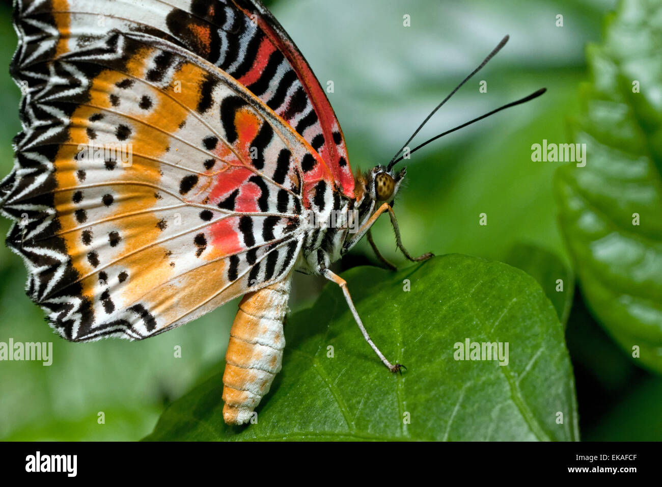 L'arancione, Lacewing Cethosia penthesilea, è una specie di farfalla heliconiine trovata nel sud-est asiatico Foto Stock