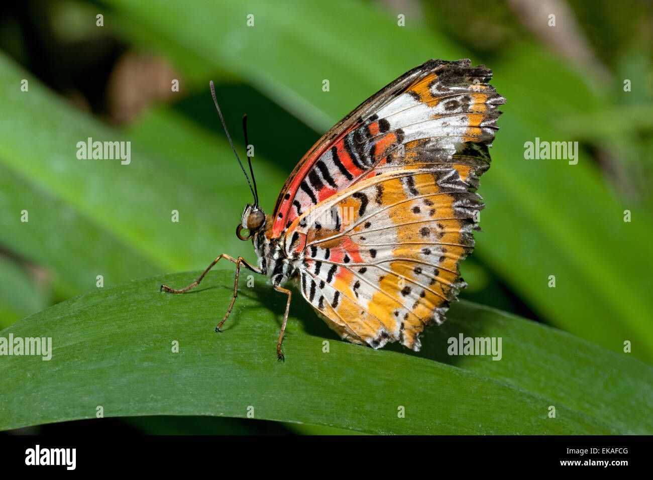 L'arancione, Lacewing Cethosia penthesilea, è una specie di farfalla heliconiine trovata nel sud-est asiatico Foto Stock