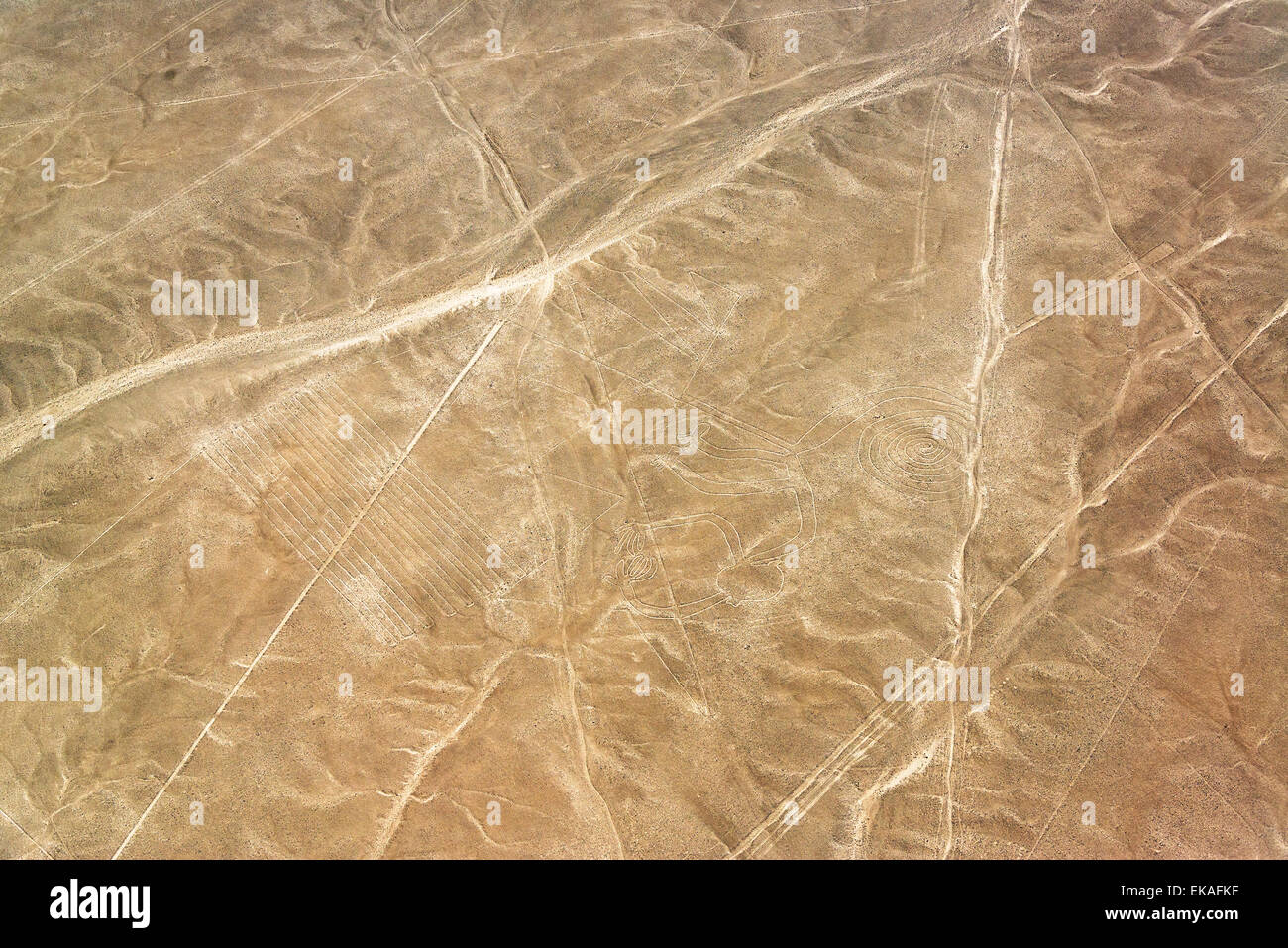 Linee di Nazca monkey geoglyph in Perù Foto Stock