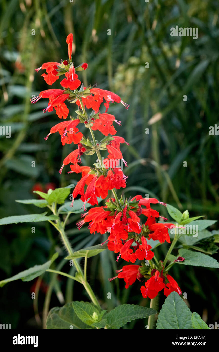 Salvia coccinea anche; Texas salvia, scarlet sage, salvia tropicale, sangue salvia; è una pianta erbacea perenne Foto Stock