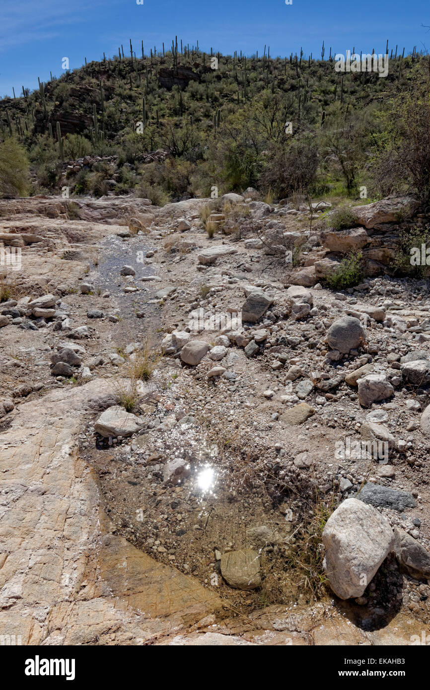 Acqua nel deserto, Sabino Canyon, Arizona Foto Stock