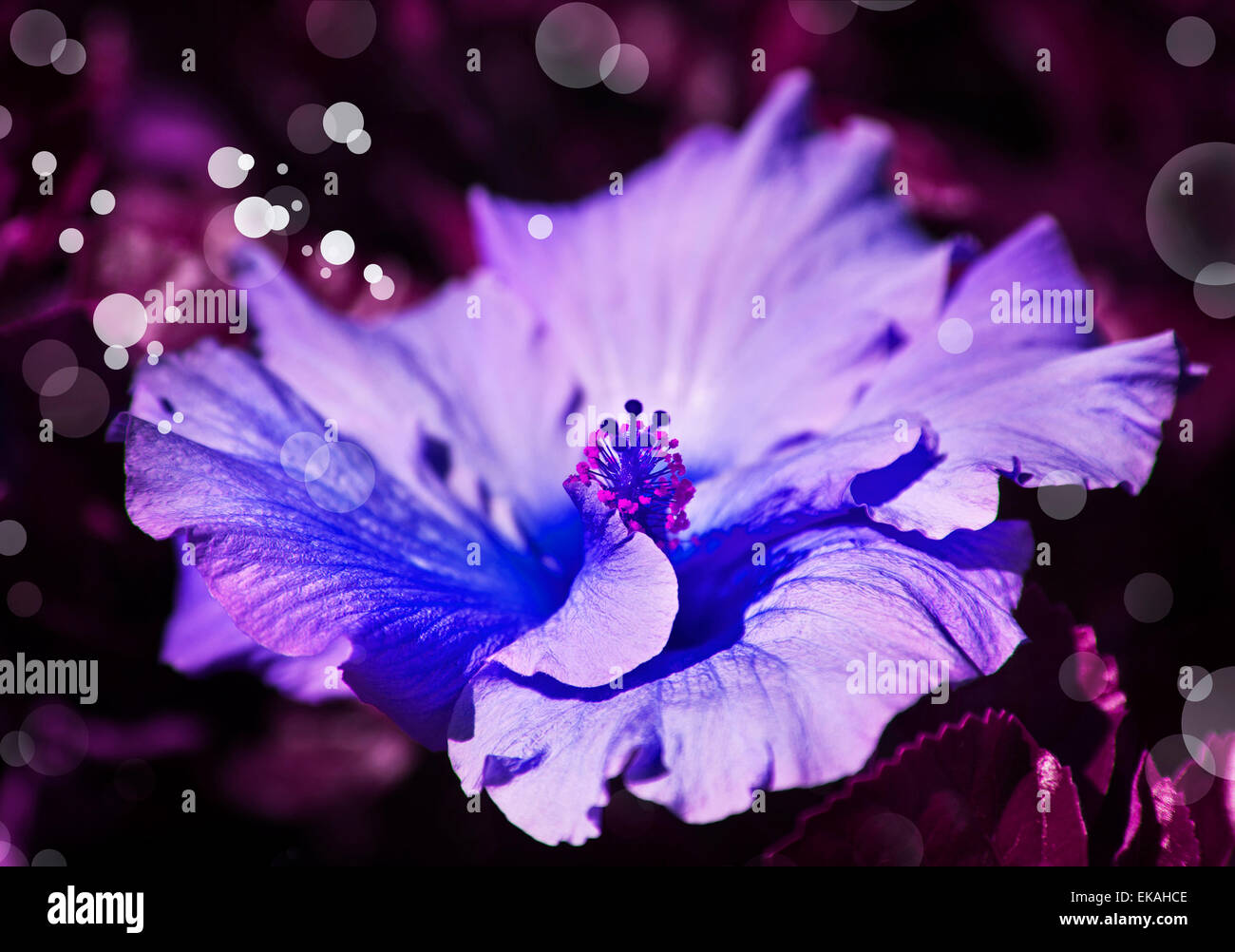 Grande bellissimo fiore blu su sfondo rosa con filtri colore, fiori di primavera, backgrou romantica Foto Stock