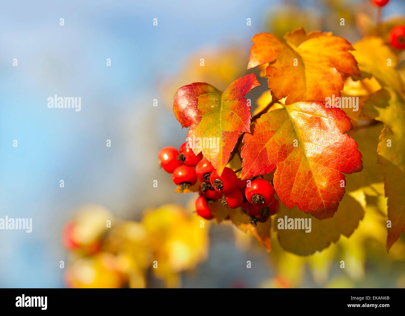 Autunno sfondo con foglie di giallo, bacche rosse nella parte anteriore del cielo azzurro sfondo, Autumn Tree Foto Stock