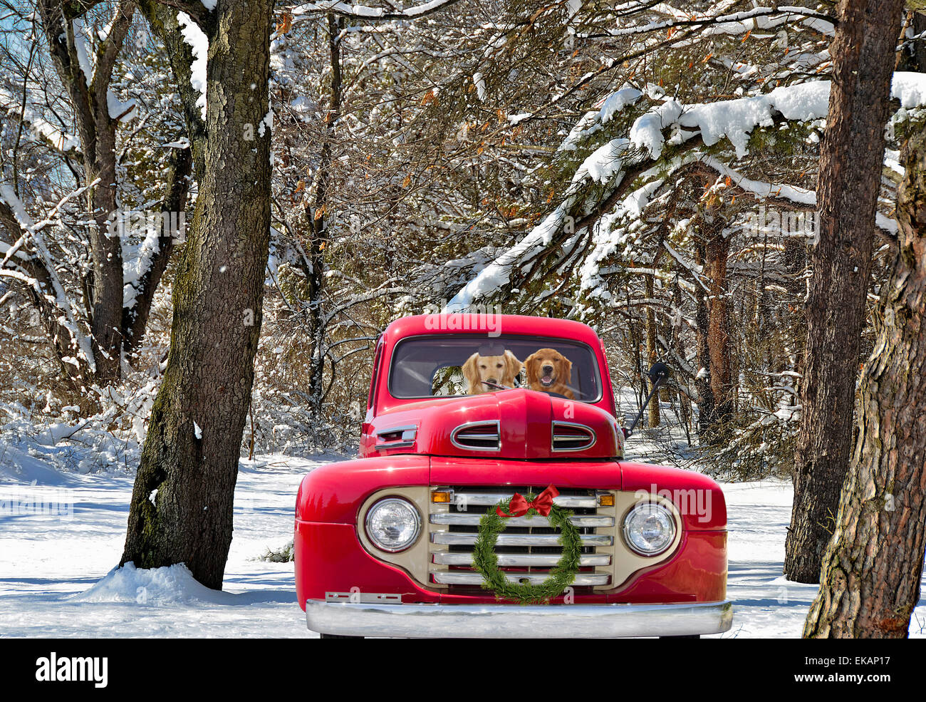 Coppia di Golden Retrievers in un rosso vintage carrello con ghirlanda di Natale in inverno boschi. Foto Stock