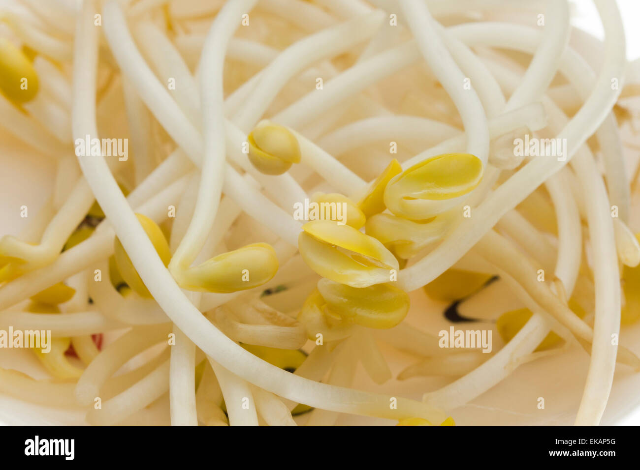 I germogli di soia closeup Foto Stock