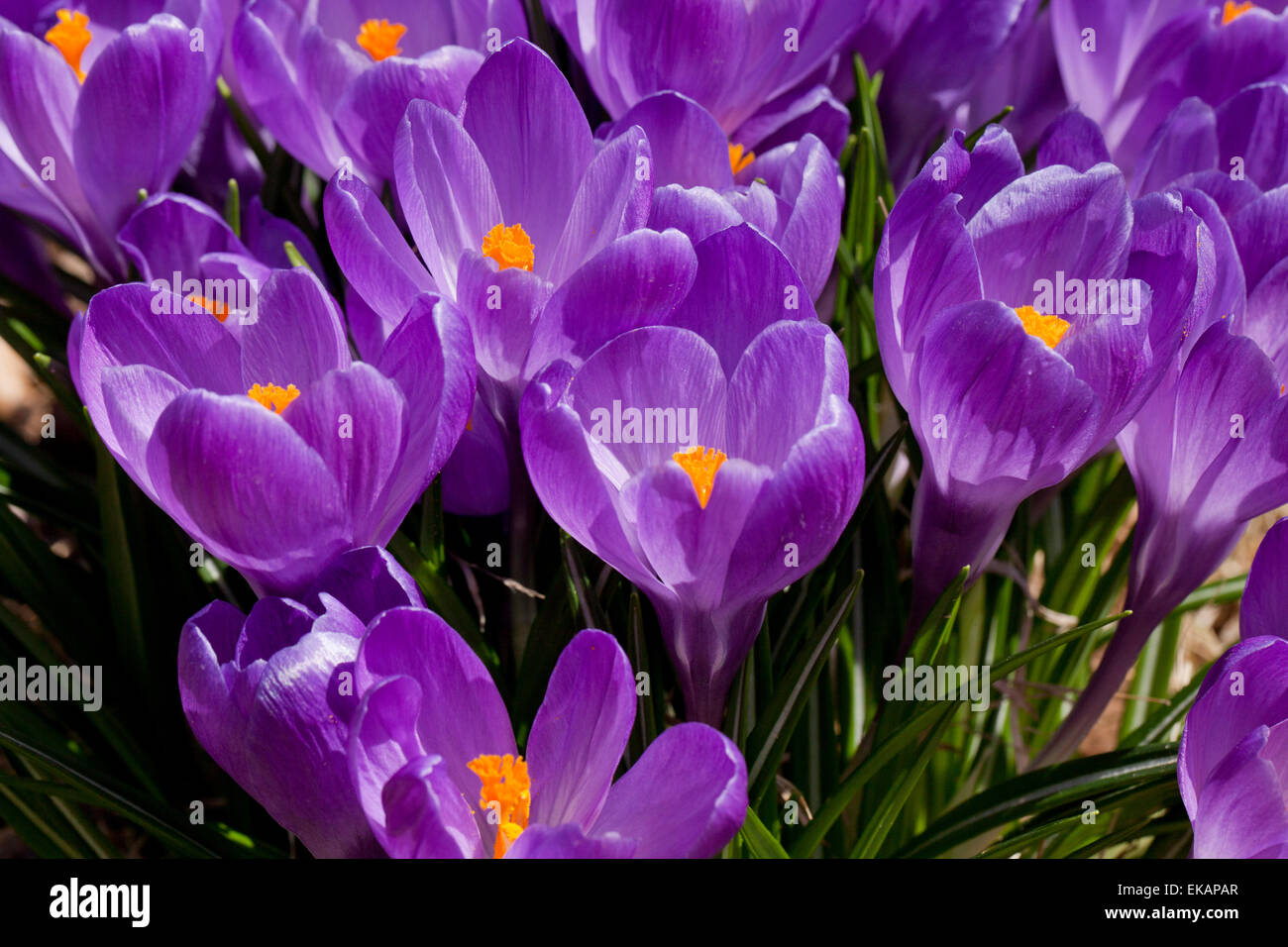 La molla Crocus, aka Crocus gigante (crocus vernus) fiori - Virginia STATI UNITI D'AMERICA Foto Stock