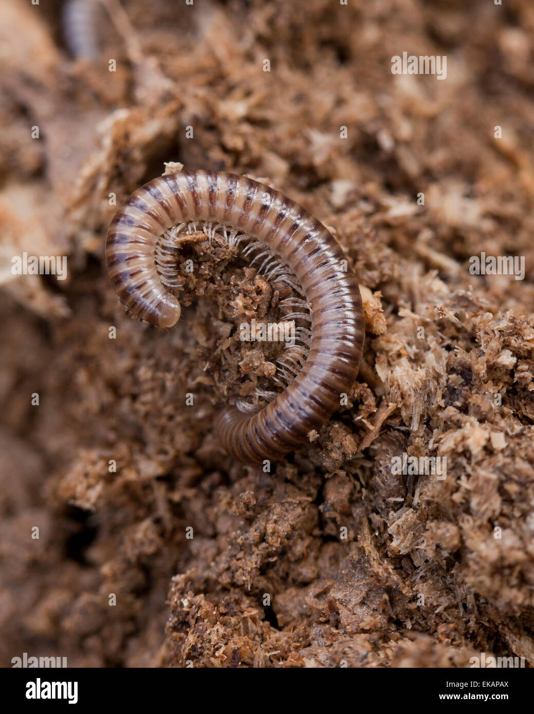 Il gigante americano millepiedi aka worm millepiedi, ferro millepiedi (Narceus americanus) - USA Foto Stock