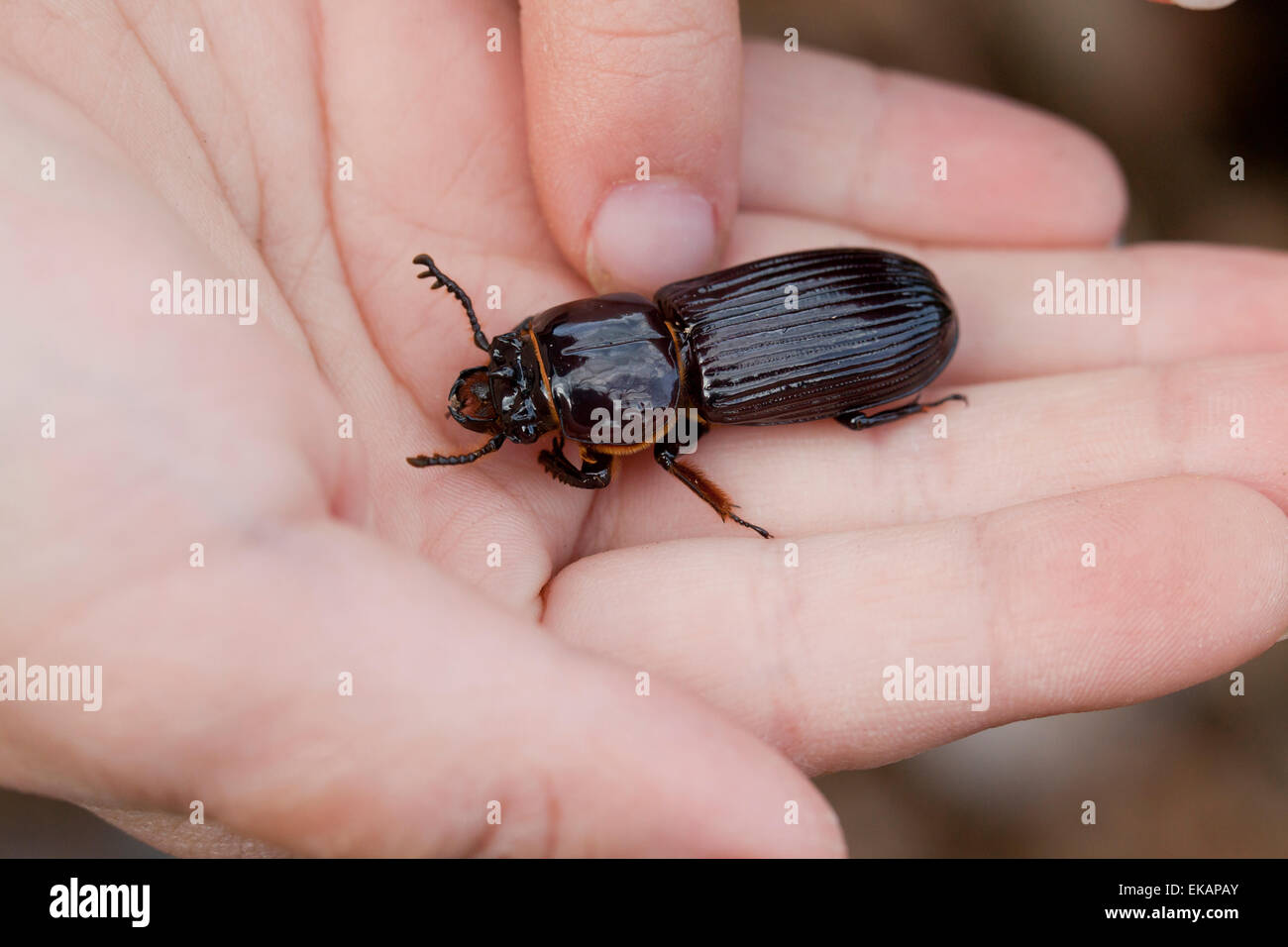 Bambino azienda Bess beetle in mano - USA Foto Stock
