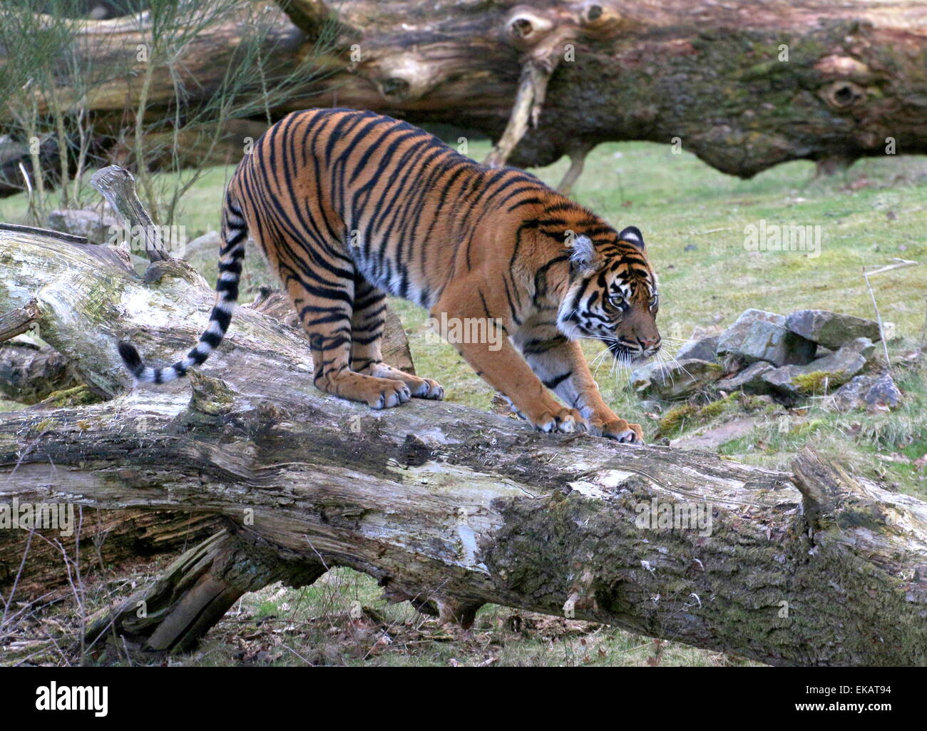 Femmina tigre di Sumatra (Panthera tigris sumatrae) camminando su un albero caduto Foto Stock