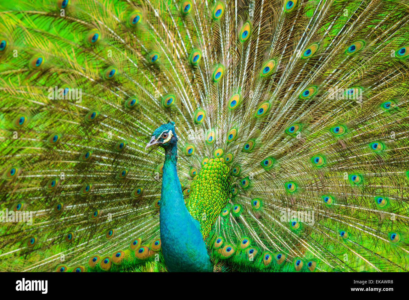 L'Indiano maschio peafowl visualizzazione Foto Stock