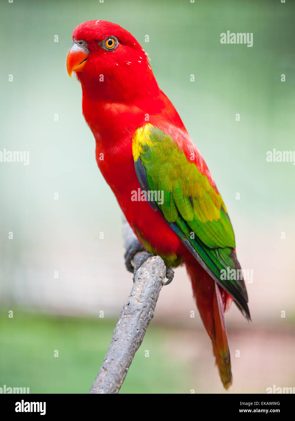 Ritratto di un colorato luminosamente parrot Foto Stock