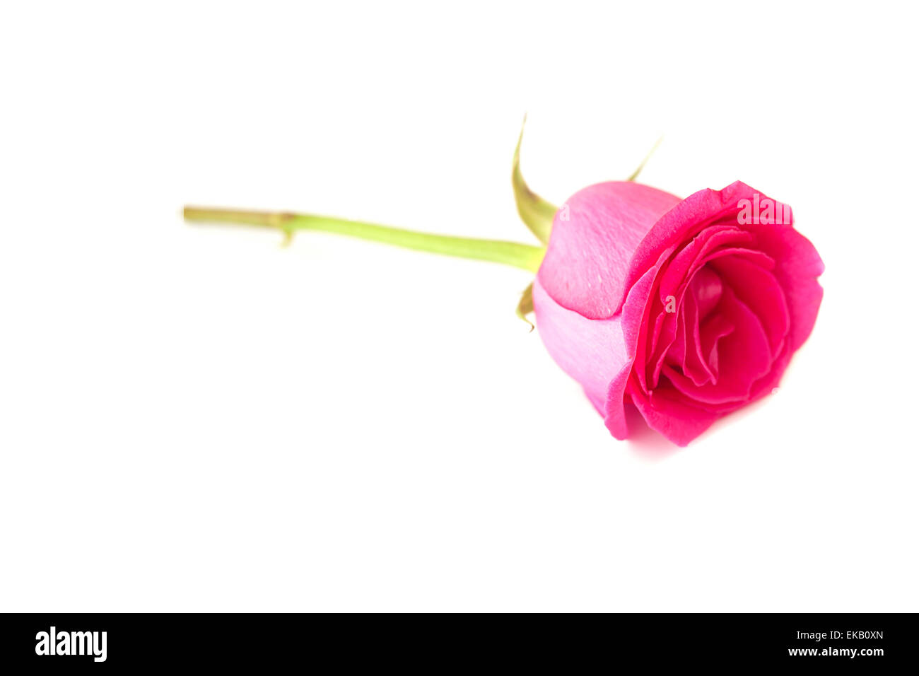 Bella rosa rosa isolato su bianco Foto Stock