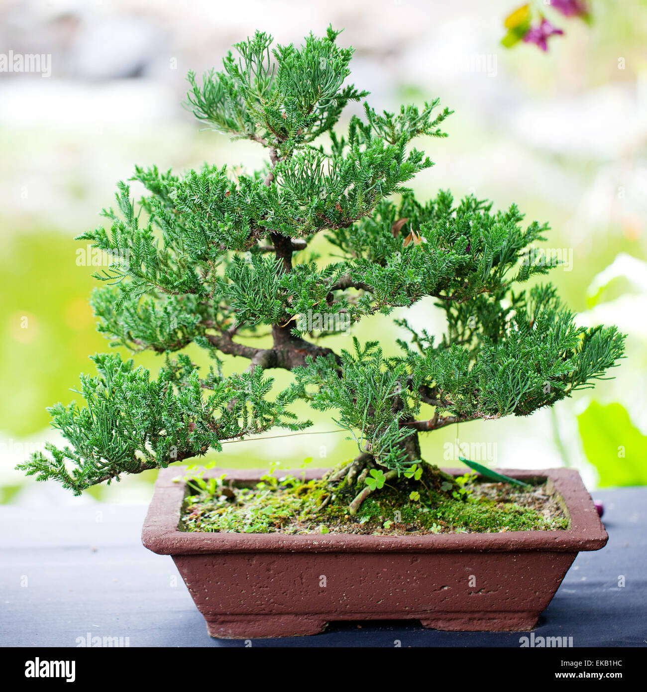Bellissimo bonsai di ginepro in un giardino botanico Foto stock - Alamy
