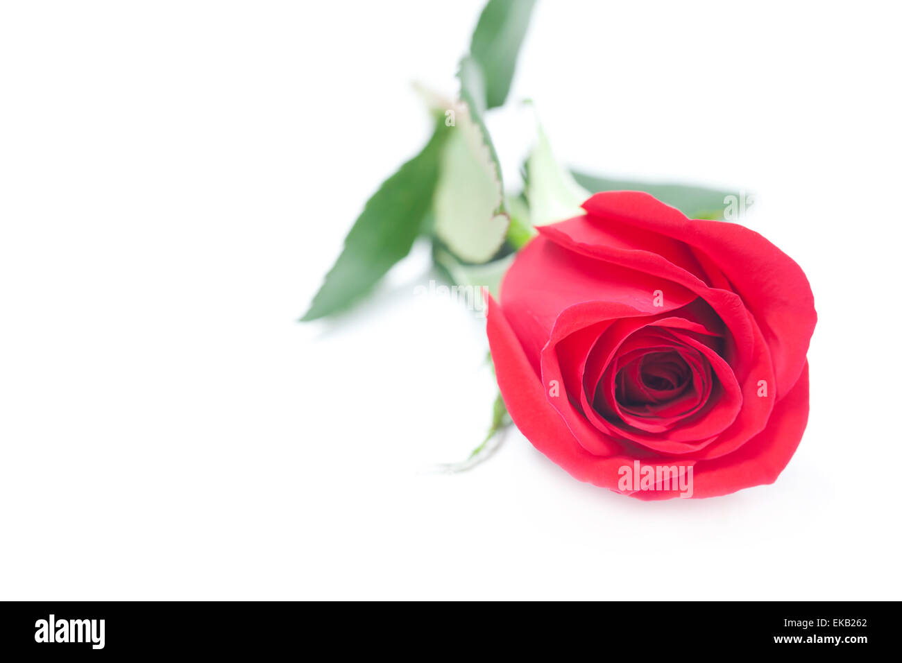Bella rosa rossa isolato su bianco Foto Stock