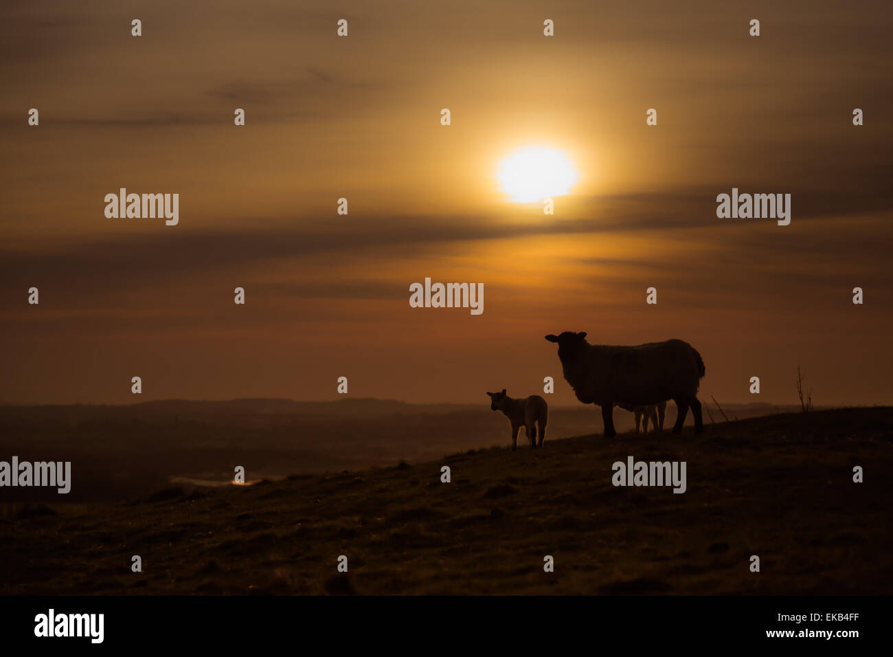 Fuori casa - di una pecora e la sua testa di agnello fuori casa per la notte Foto Stock