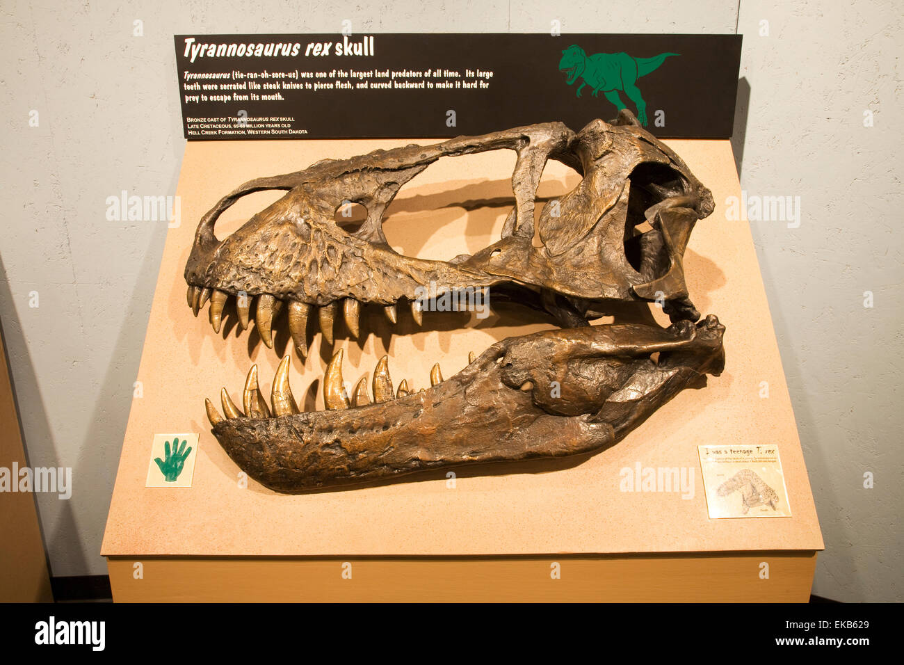 Una replica del cranio di un Tyranosaurus Rex può essere osservato e toccato dai visitatori a Tucumcari Dinosaur Museum. Foto Stock