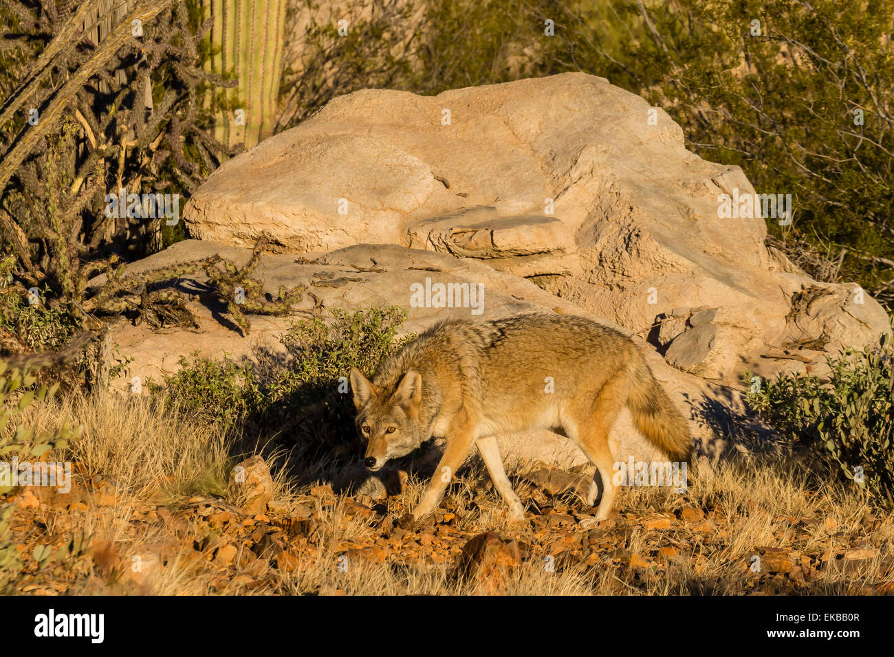 Adulto captive coyote (Canis latrans) presso l'Arizona Sonora Desert Museum, Tucson, Arizona, Stati Uniti d'America Foto Stock