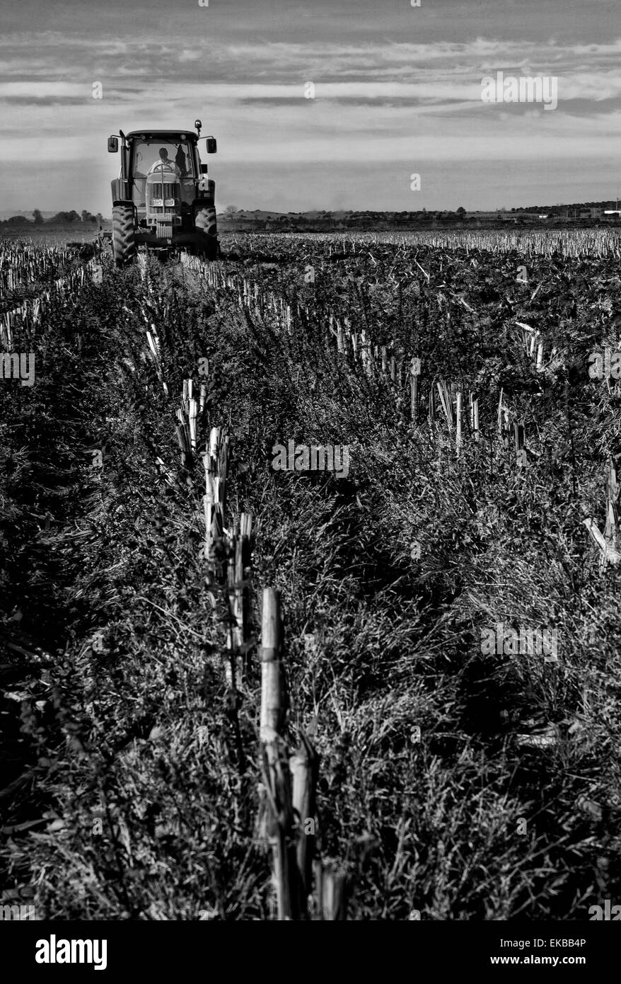 Trattore agricolo la preparazione del terreno e la classifica del campo prima placcatura, Montijo, Badajoz, Estremadura, Spagna Foto Stock