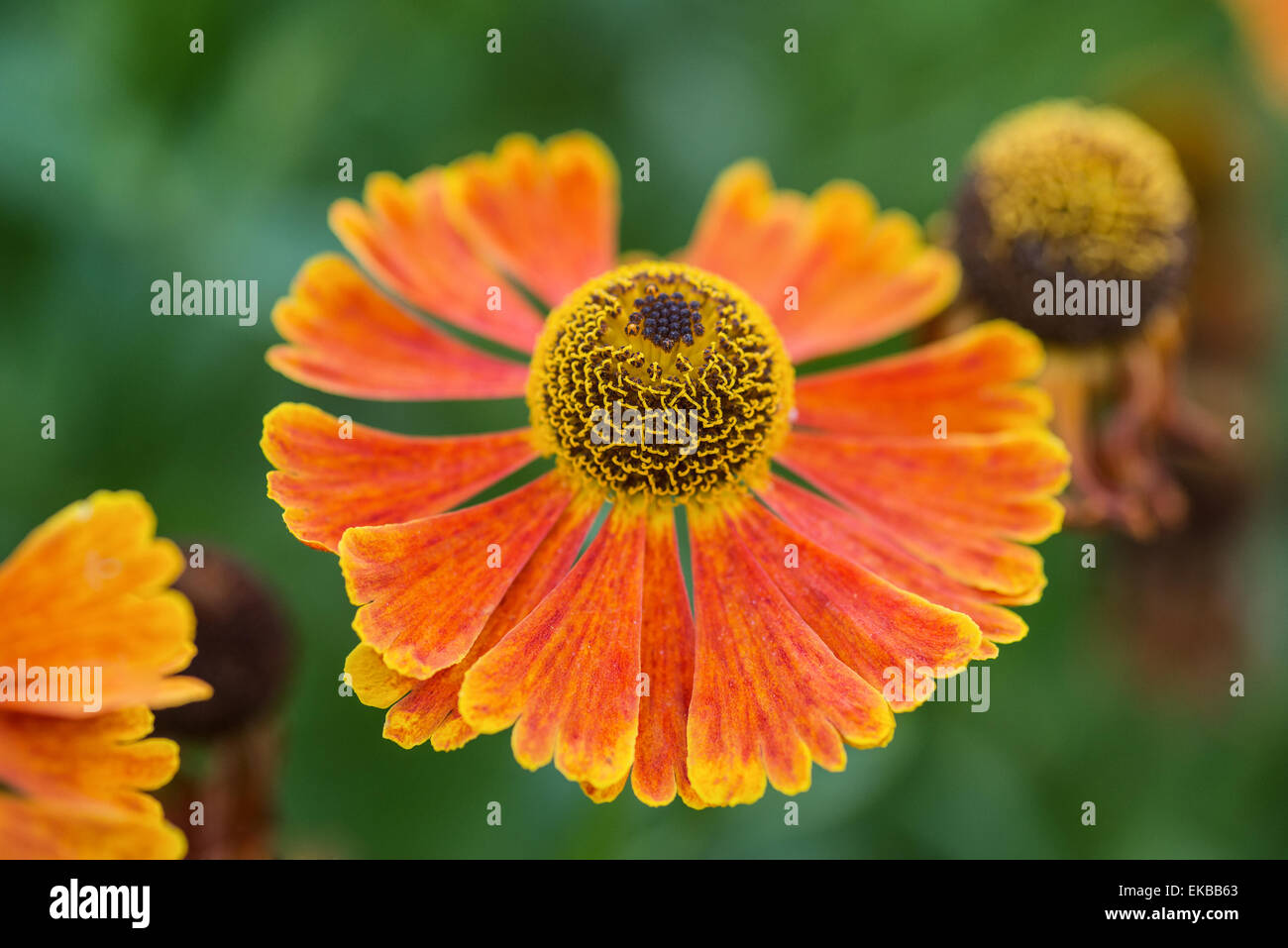 Immagine Macro Black Eyed Susan estate fiore Foto Stock